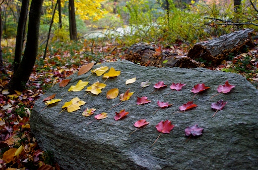 Leaves on Rock.jpg