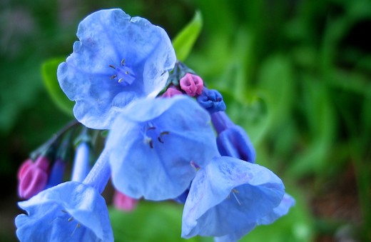 BlueFlower.jpg