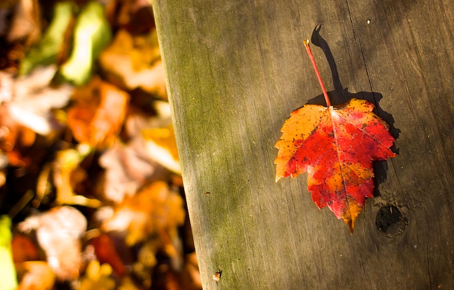 leafonboard.jpg